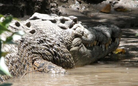 Tooth animal world west australia photo