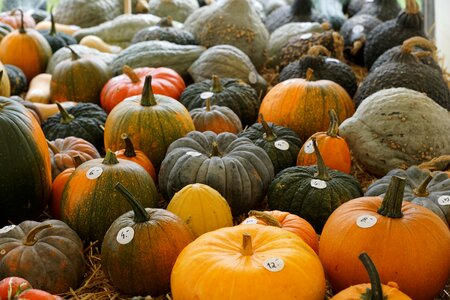Harvest autumn vegetables