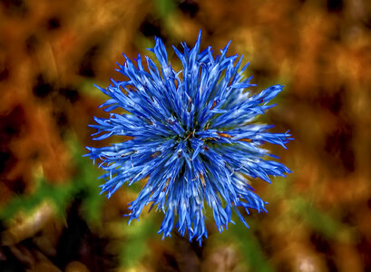 Blue Blooming flower Macro