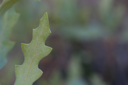 Greenery leaves tree