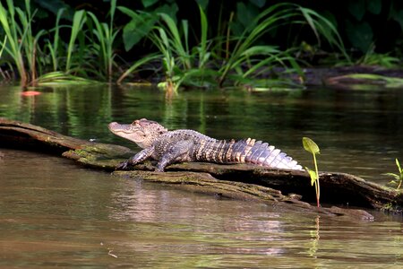 Animal crocodile louisiana