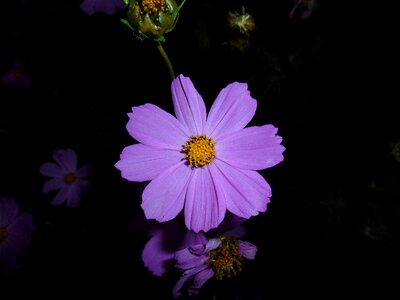 Flash macro garden