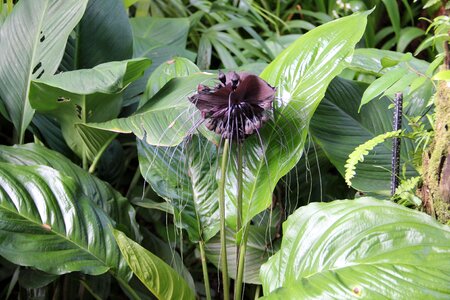 Floral plant natural