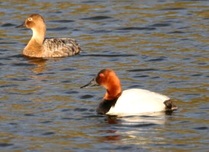 Canvas couple ducks