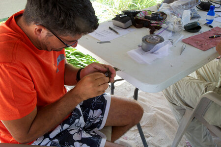Nihoa Millerbird Translocation-1