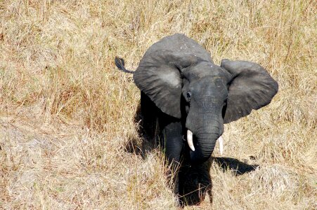 Bull elephant Malawi photo