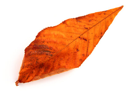orange autumn leaf photo