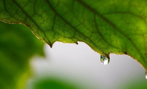 Green macro nature