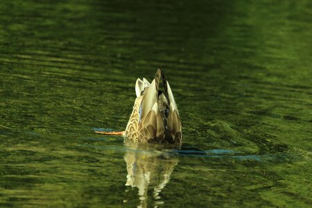 Green water nature