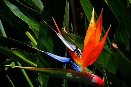 Beautiful beautiful flowers beautiful photo