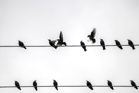 Birds Flying and Perched on the wires