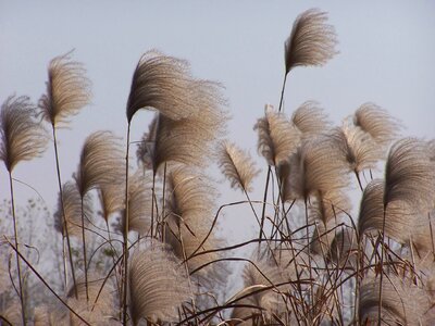 Plants wetland nature