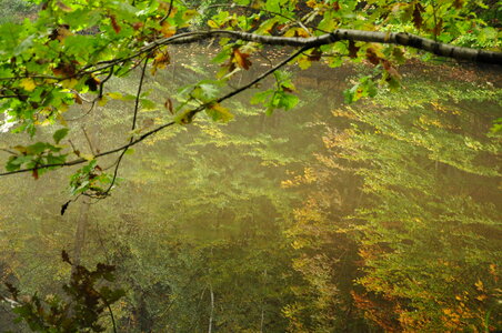 Reflection of trees on a lake