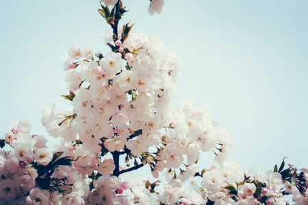 Spring Tree Full of Flowers photo