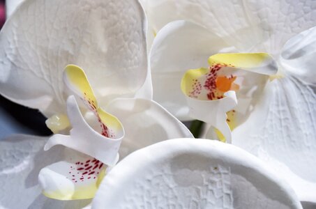 Blossom flora flower