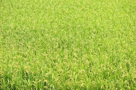 Fukushima green ear