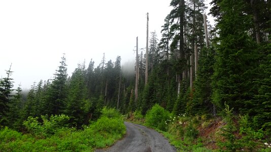 Abies asphalt conifer photo