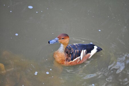 Colorful duck male