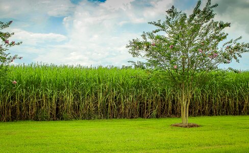 Crop agriculture sugarcane plantation photo