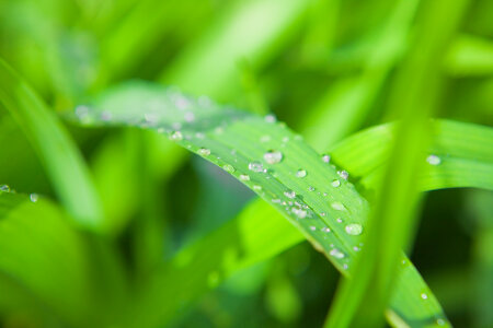 Grass and Dew photo