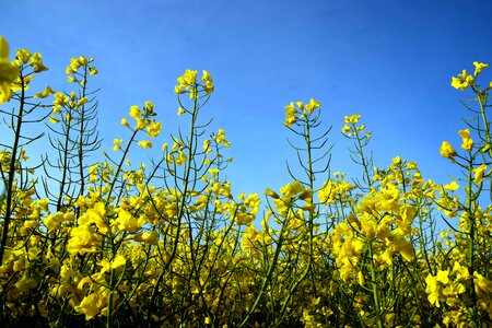 Agriculture beautiful flowers blooming