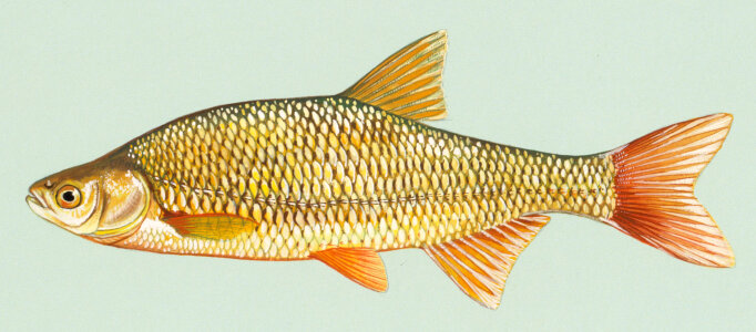 Golden Shiner - Notemigonus crysoleucas photo