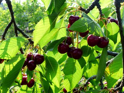 Fruit healthy leaves