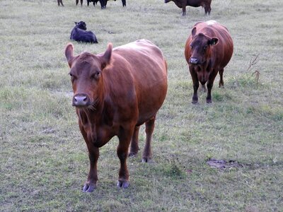 Milk cow beef farm