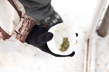 Catnip for the live trap