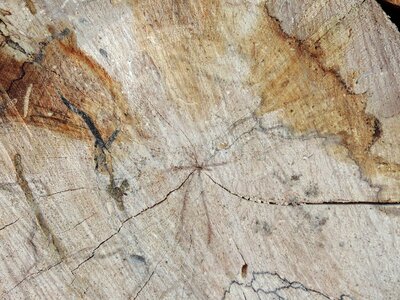 Firewood rough texture photo