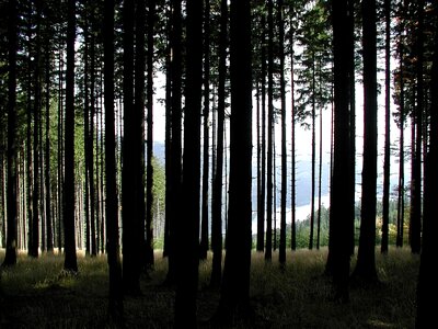 Dark forest 
