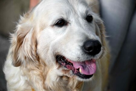 Beautiful dog friendly