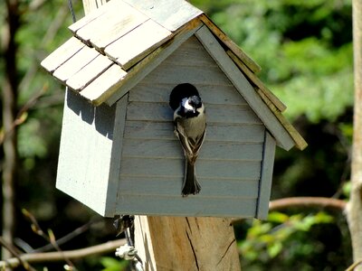Spring birdhouse nature