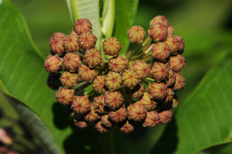 Common Milkweed  Buds