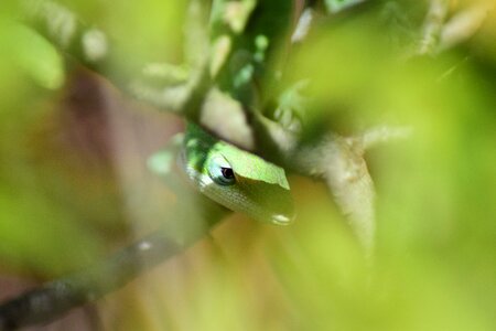 Hide animal nature