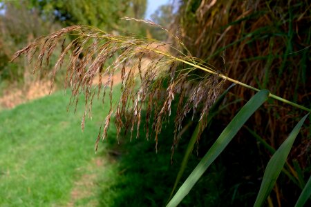 Autumn nature conservation close up