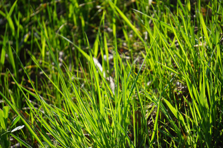 Green shady grasses