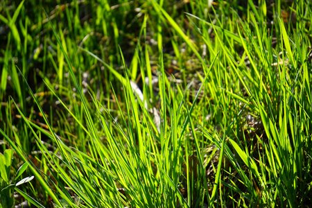 Green shady grasses photo