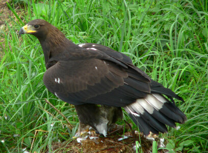 Adolescent Golden Eagle - Aquila chrysaetos photo