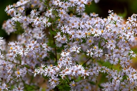 Chamomile flowers white flower