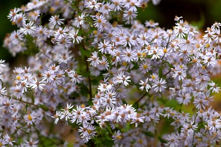 Chamomile flowers white flower photo