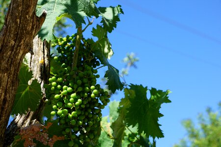 Wine tree fruit