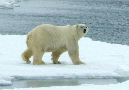 Animal bear mammal
