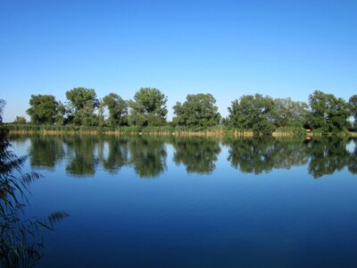 Green trees by the lake on a sunny day photo