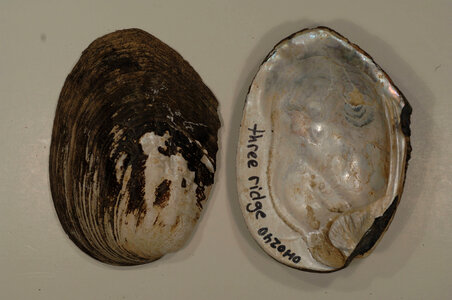 Amblema plicata-5