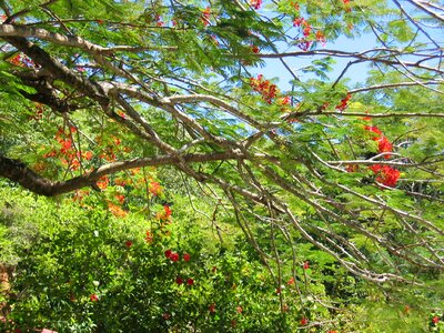 Tropical fire acacia locust bean plant photo