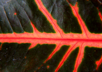 colorful leaf texture