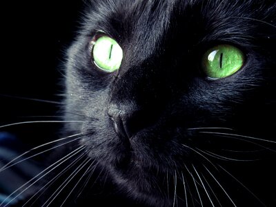 Closeup feline portrait photo