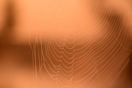 Brown cobweb detail