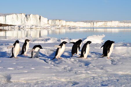 Birds arctic water